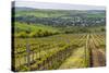 Vineyard Landscape in Transylvania, Near Brasov, Romania, Europe-Matthew Williams-Ellis-Stretched Canvas