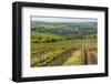 Vineyard Landscape in Transylvania, Near Brasov, Romania, Europe-Matthew Williams-Ellis-Framed Photographic Print