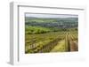 Vineyard Landscape in Transylvania, Near Brasov, Romania, Europe-Matthew Williams-Ellis-Framed Photographic Print