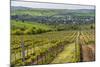 Vineyard Landscape in Transylvania, Near Brasov, Romania, Europe-Matthew Williams-Ellis-Mounted Photographic Print