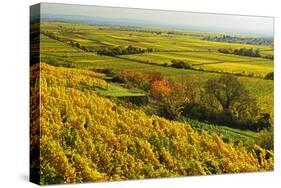 Vineyard Landscape, Near Bad Duerkheim, German Wine Route, Rhineland-Palatinate, Germany, Europe-Jochen Schlenker-Stretched Canvas