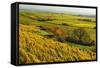 Vineyard Landscape, Near Bad Duerkheim, German Wine Route, Rhineland-Palatinate, Germany, Europe-Jochen Schlenker-Framed Stretched Canvas