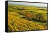 Vineyard Landscape, Near Bad Duerkheim, German Wine Route, Rhineland-Palatinate, Germany, Europe-Jochen Schlenker-Framed Stretched Canvas