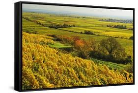 Vineyard Landscape, Near Bad Duerkheim, German Wine Route, Rhineland-Palatinate, Germany, Europe-Jochen Schlenker-Framed Stretched Canvas