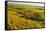 Vineyard Landscape, Near Bad Duerkheim, German Wine Route, Rhineland-Palatinate, Germany, Europe-Jochen Schlenker-Framed Stretched Canvas