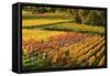 Vineyard Landscape, Near Bad Duerkheim, German Wine Route, Rhineland-Palatinate, Germany, Europe-Jochen Schlenker-Framed Stretched Canvas