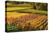 Vineyard Landscape, Near Bad Duerkheim, German Wine Route, Rhineland-Palatinate, Germany, Europe-Jochen Schlenker-Stretched Canvas