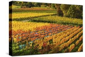 Vineyard Landscape, Near Bad Duerkheim, German Wine Route, Rhineland-Palatinate, Germany, Europe-Jochen Schlenker-Stretched Canvas