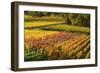 Vineyard Landscape, Near Bad Duerkheim, German Wine Route, Rhineland-Palatinate, Germany, Europe-Jochen Schlenker-Framed Photographic Print