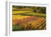 Vineyard Landscape, Near Bad Duerkheim, German Wine Route, Rhineland-Palatinate, Germany, Europe-Jochen Schlenker-Framed Photographic Print