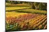 Vineyard Landscape, Near Bad Duerkheim, German Wine Route, Rhineland-Palatinate, Germany, Europe-Jochen Schlenker-Mounted Photographic Print