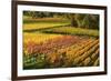 Vineyard Landscape, Near Bad Duerkheim, German Wine Route, Rhineland-Palatinate, Germany, Europe-Jochen Schlenker-Framed Photographic Print