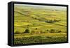 Vineyard Landscape, Near Bad Duerkheim, German Wine Route, Rhineland-Palatinate, Germany, Europe-Jochen Schlenker-Framed Stretched Canvas