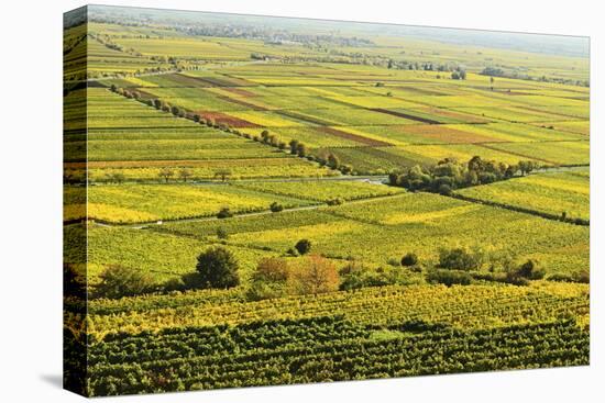 Vineyard Landscape, Near Bad Duerkheim, German Wine Route, Rhineland-Palatinate, Germany, Europe-Jochen Schlenker-Stretched Canvas
