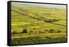 Vineyard Landscape, Near Bad Duerkheim, German Wine Route, Rhineland-Palatinate, Germany, Europe-Jochen Schlenker-Framed Stretched Canvas