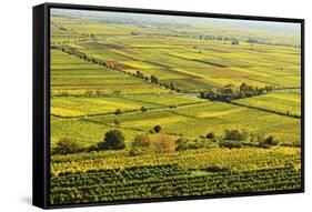 Vineyard Landscape, Near Bad Duerkheim, German Wine Route, Rhineland-Palatinate, Germany, Europe-Jochen Schlenker-Framed Stretched Canvas