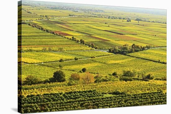 Vineyard Landscape, Near Bad Duerkheim, German Wine Route, Rhineland-Palatinate, Germany, Europe-Jochen Schlenker-Stretched Canvas