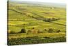 Vineyard Landscape, Near Bad Duerkheim, German Wine Route, Rhineland-Palatinate, Germany, Europe-Jochen Schlenker-Stretched Canvas
