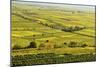 Vineyard Landscape, Near Bad Duerkheim, German Wine Route, Rhineland-Palatinate, Germany, Europe-Jochen Schlenker-Mounted Photographic Print