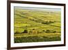 Vineyard Landscape, Near Bad Duerkheim, German Wine Route, Rhineland-Palatinate, Germany, Europe-Jochen Schlenker-Framed Photographic Print