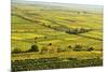 Vineyard Landscape, Near Bad Duerkheim, German Wine Route, Rhineland-Palatinate, Germany, Europe-Jochen Schlenker-Mounted Photographic Print