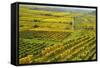 Vineyard Landscape, Near Bad Duerkheim, German Wine Route, Rhineland-Palatinate, Germany, Europe-Jochen Schlenker-Framed Stretched Canvas