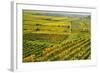 Vineyard Landscape, Near Bad Duerkheim, German Wine Route, Rhineland-Palatinate, Germany, Europe-Jochen Schlenker-Framed Photographic Print