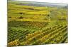 Vineyard Landscape, Near Bad Duerkheim, German Wine Route, Rhineland-Palatinate, Germany, Europe-Jochen Schlenker-Mounted Photographic Print