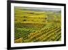 Vineyard Landscape, Near Bad Duerkheim, German Wine Route, Rhineland-Palatinate, Germany, Europe-Jochen Schlenker-Framed Photographic Print