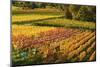 Vineyard Landscape, Near Bad Duerkheim, German Wine Route, Rhineland-Palatinate, Germany, Europe-Jochen Schlenker-Mounted Photographic Print