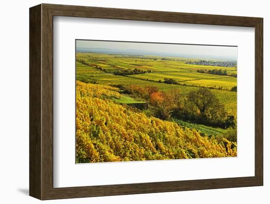 Vineyard Landscape, Near Bad Duerkheim, German Wine Route, Rhineland-Palatinate, Germany, Europe-Jochen Schlenker-Framed Photographic Print