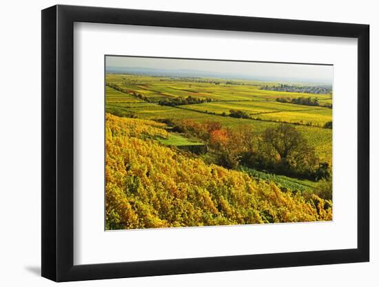 Vineyard Landscape, Near Bad Duerkheim, German Wine Route, Rhineland-Palatinate, Germany, Europe-Jochen Schlenker-Framed Photographic Print