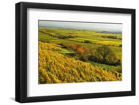 Vineyard Landscape, Near Bad Duerkheim, German Wine Route, Rhineland-Palatinate, Germany, Europe-Jochen Schlenker-Framed Photographic Print