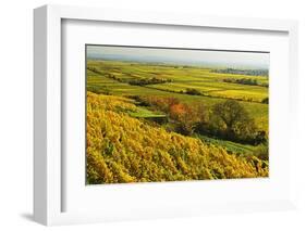 Vineyard Landscape, Near Bad Duerkheim, German Wine Route, Rhineland-Palatinate, Germany, Europe-Jochen Schlenker-Framed Photographic Print