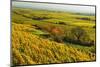 Vineyard Landscape, Near Bad Duerkheim, German Wine Route, Rhineland-Palatinate, Germany, Europe-Jochen Schlenker-Mounted Photographic Print