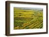 Vineyard Landscape, Near Bad Duerkheim, German Wine Route, Rhineland-Palatinate, Germany, Europe-Jochen Schlenker-Framed Photographic Print