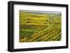 Vineyard Landscape, Near Bad Duerkheim, German Wine Route, Rhineland-Palatinate, Germany, Europe-Jochen Schlenker-Framed Photographic Print