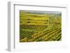 Vineyard Landscape, Near Bad Duerkheim, German Wine Route, Rhineland-Palatinate, Germany, Europe-Jochen Schlenker-Framed Photographic Print