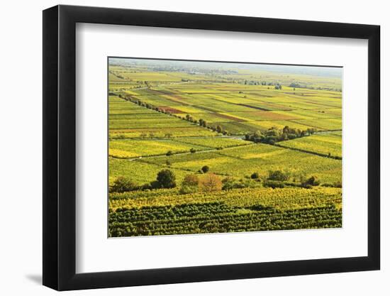 Vineyard Landscape, Near Bad Duerkheim, German Wine Route, Rhineland-Palatinate, Germany, Europe-Jochen Schlenker-Framed Photographic Print