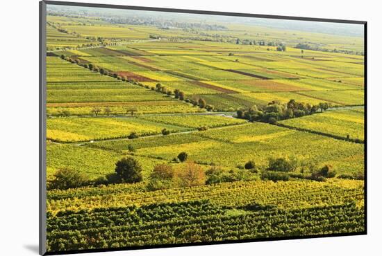 Vineyard Landscape, Near Bad Duerkheim, German Wine Route, Rhineland-Palatinate, Germany, Europe-Jochen Schlenker-Mounted Photographic Print