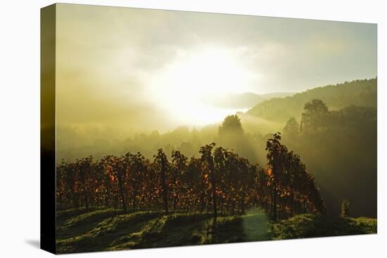 Vineyard Landscape, Near Buehlertal, Ortenau, Baden Wine Route, Baden-Wurttemberg, Germany, Europe-Jochen Schlenker-Stretched Canvas