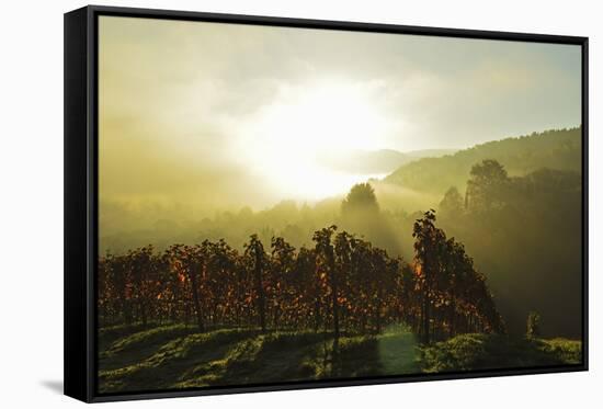 Vineyard Landscape, Near Buehlertal, Ortenau, Baden Wine Route, Baden-Wurttemberg, Germany, Europe-Jochen Schlenker-Framed Stretched Canvas