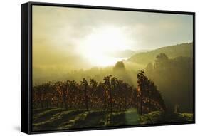 Vineyard Landscape, Near Buehlertal, Ortenau, Baden Wine Route, Baden-Wurttemberg, Germany, Europe-Jochen Schlenker-Framed Stretched Canvas