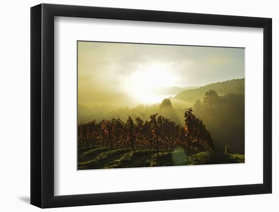 Vineyard Landscape, Near Buehlertal, Ortenau, Baden Wine Route, Baden-Wurttemberg, Germany, Europe-Jochen Schlenker-Framed Photographic Print