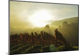 Vineyard Landscape, Near Buehlertal, Ortenau, Baden Wine Route, Baden-Wurttemberg, Germany, Europe-Jochen Schlenker-Mounted Photographic Print