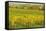 Vineyard Landscape, Near Neustadt, German Wine Route, Rhineland-Palatinate, Germany, Europe-Jochen Schlenker-Framed Stretched Canvas