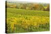 Vineyard Landscape, Near Neustadt, German Wine Route, Rhineland-Palatinate, Germany, Europe-Jochen Schlenker-Stretched Canvas