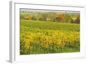 Vineyard Landscape, Near Neustadt, German Wine Route, Rhineland-Palatinate, Germany, Europe-Jochen Schlenker-Framed Photographic Print