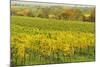 Vineyard Landscape, Near Neustadt, German Wine Route, Rhineland-Palatinate, Germany, Europe-Jochen Schlenker-Mounted Photographic Print