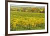 Vineyard Landscape, Near Neustadt, German Wine Route, Rhineland-Palatinate, Germany, Europe-Jochen Schlenker-Framed Photographic Print